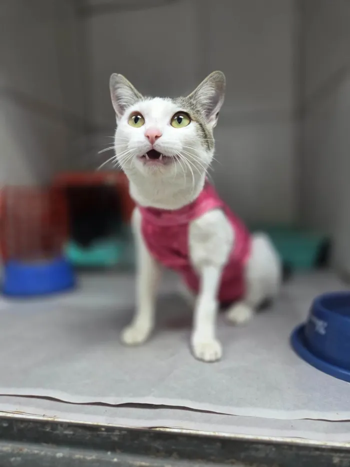 Gato ra a SRD-ViraLata idade 7 a 11 meses nome Dengosa