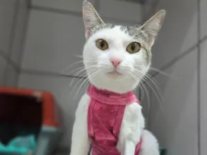 Gato raça SRD-ViraLata idade 7 a 11 meses nome Dengosa