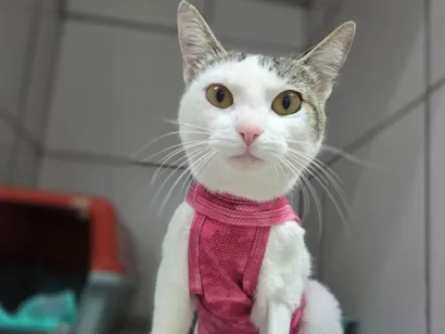Gato raça SRD-ViraLata idade 7 a 11 meses nome Dengosa
