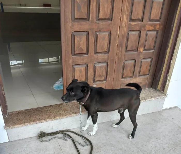 Cachorro ra a SRD-ViraLata idade 4 anos nome Canino