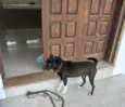 Canino