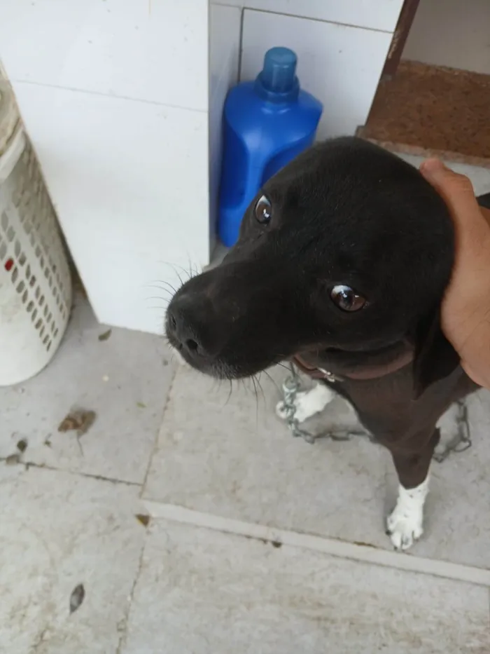 Cachorro ra a SRD-ViraLata idade 4 anos nome Canino