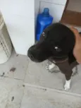Canino