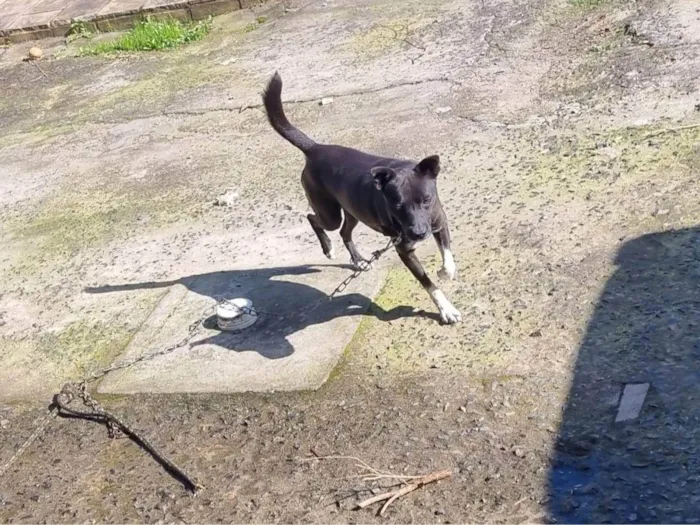 Cachorro ra a SRD-ViraLata idade 4 anos nome Canino