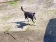 Canino