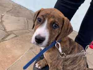 Cachorro raça SRD-ViraLata idade 2 a 6 meses nome Spike