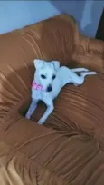 Sofia