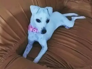 Cachorro raça SRD-ViraLata idade 2 anos nome Sofia
