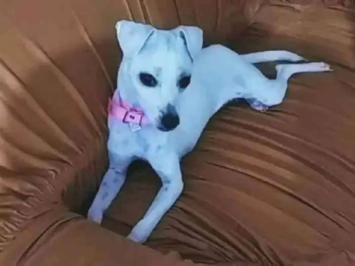Cachorro ra a SRD-ViraLata idade 2 anos nome Sofia