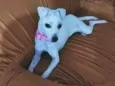 Sofia