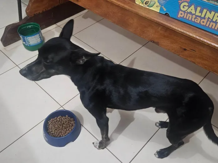 Cachorro ra a SRD-ViraLata idade 1 ano nome Colocamos nome de Trovao