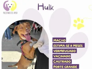 Cachorro raça SRD-ViraLata idade 7 a 11 meses nome Hulk