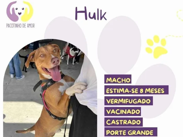 Cachorro ra a SRD-ViraLata idade 7 a 11 meses nome Hulk