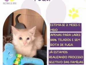 Gato raça SRD-ViraLata idade Abaixo de 2 meses nome Yoda