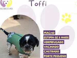 Cachorro raça SRD-ViraLata idade 3 anos nome Toffi