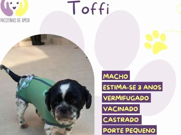Cachorro ra a SRD-ViraLata idade 3 anos nome Toffi
