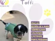 Toffi