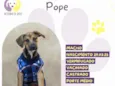 Pope