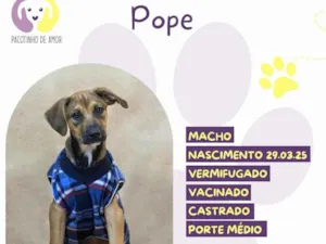 Cachorro raça SRD-ViraLata idade 2 a 6 meses nome Pope