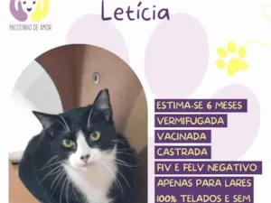 Gato raça SRD-ViraLata idade 2 a 6 meses nome Letícia 