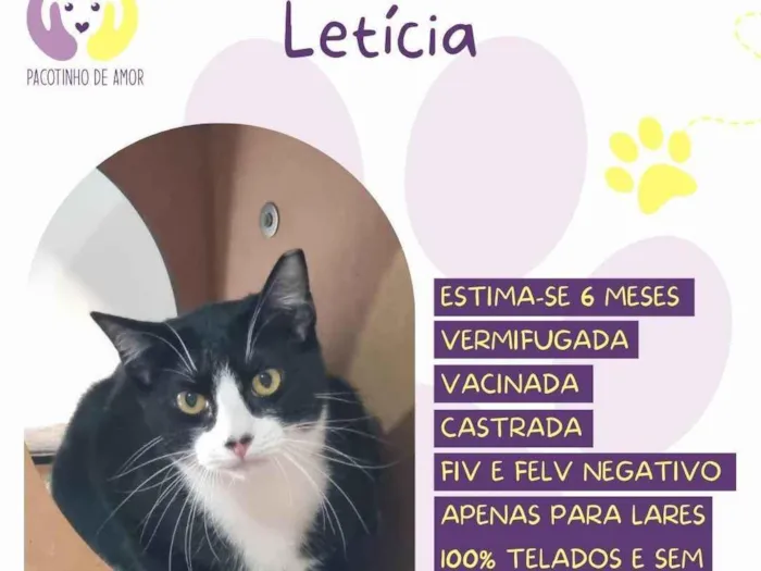 Gato ra a SRD-ViraLata idade 2 a 6 meses nome Letícia 