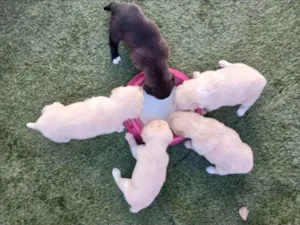 Cachorro raça SRD-ViraLata idade Abaixo de 2 meses nome Henrique de Mello Souza