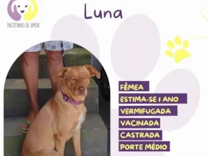Cachorro raça SRD-ViraLata idade 1 ano nome Luna