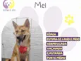 Mel