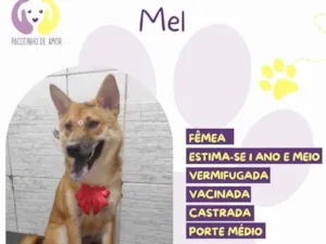 Cachorro raça SRD-ViraLata idade 1 ano nome Mel