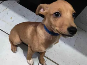 Cachorro raça Pinscher idade 2 a 6 meses nome Scooby 