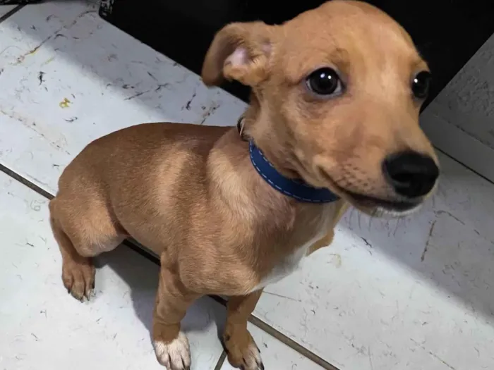 Cachorro ra a Pinscher idade 2 a 6 meses nome Scooby 