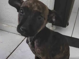 Cachorro raça SRD-ViraLata idade 2 a 6 meses nome Aysha