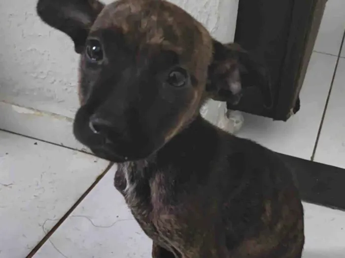 Cachorro ra a SRD-ViraLata idade 2 a 6 meses nome Aysha