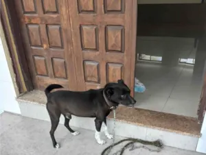 Cachorro raça SRD-ViraLata idade 4 anos nome Canino