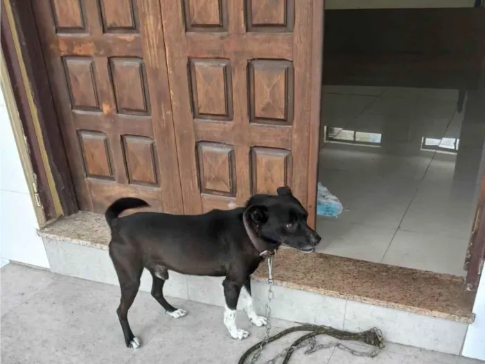 Cachorro ra a SRD-ViraLata idade 4 anos nome Canino