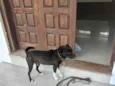Canino