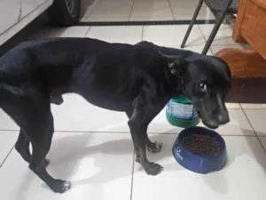 Cachorro raça SRD-ViraLata idade 1 ano nome Colocamos nome de Trovao