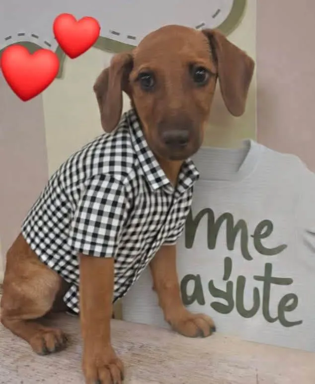 Cachorro ra a SRD-ViraLata idade 7 a 11 meses nome Leozinho 