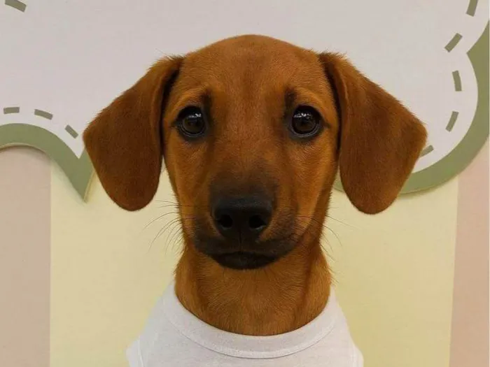 Cachorro ra a SRD-ViraLata idade 7 a 11 meses nome Leozinho 