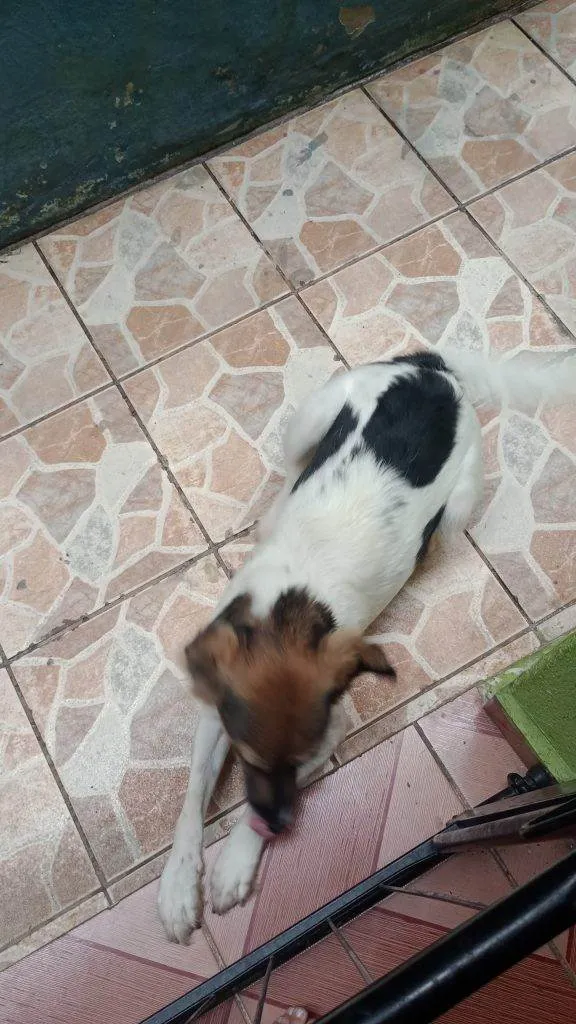 Cachorro ra a SRD-ViraLata idade 2 a 6 meses nome Falar com Maria - Whats 11 94327-2954