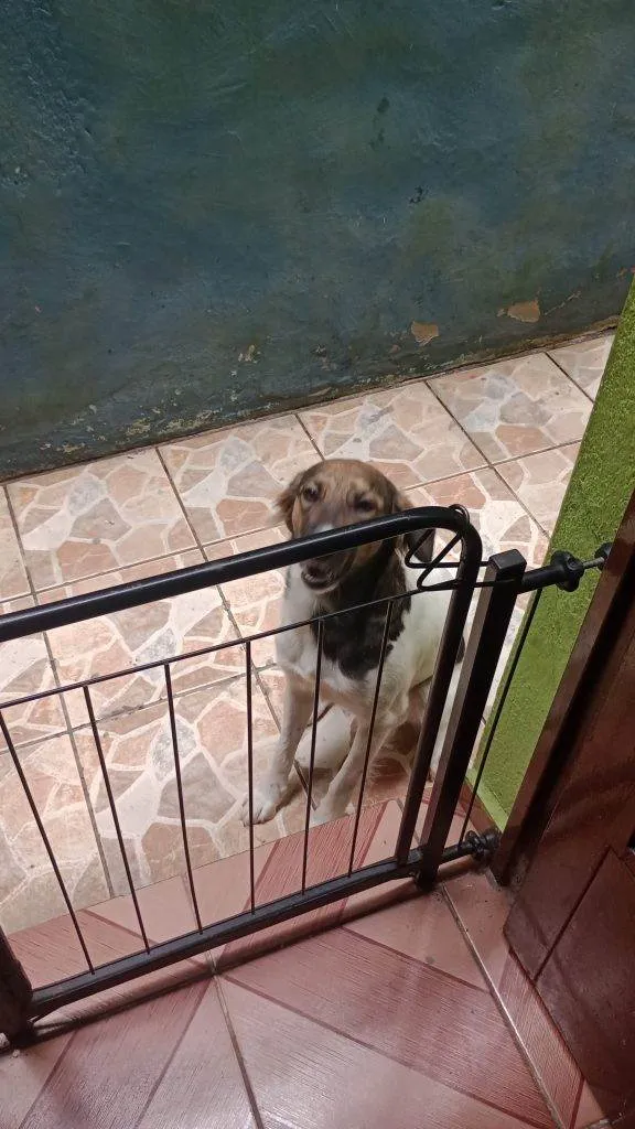 Cachorro ra a SRD-ViraLata idade 2 a 6 meses nome Falar com Maria - Whats 11 94327-2954