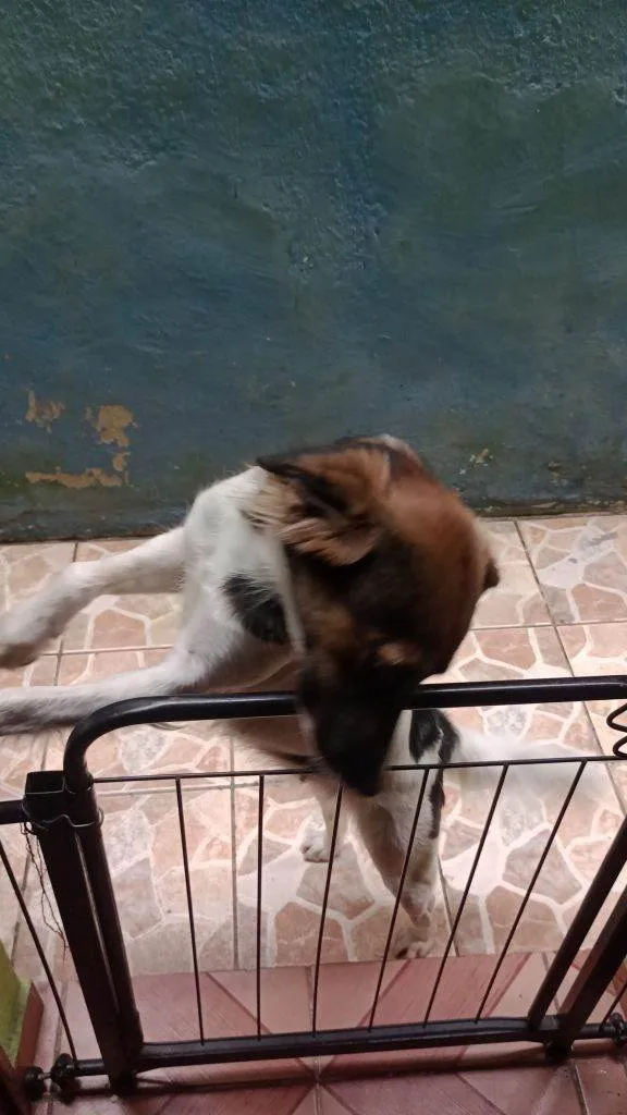 Cachorro ra a SRD-ViraLata idade 2 a 6 meses nome Falar com Maria - Whats 11 94327-2954