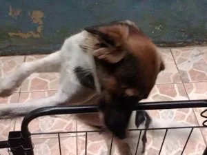 Cachorro raça SRD-ViraLata idade 2 a 6 meses nome Falar com Maria - Whats 11 94327-2954