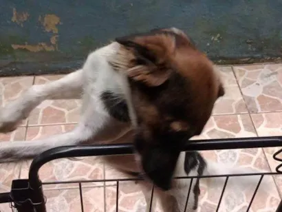Cachorro raça SRD-ViraLata idade 2 a 6 meses nome Falar com Maria - Whats 11 94327-2954