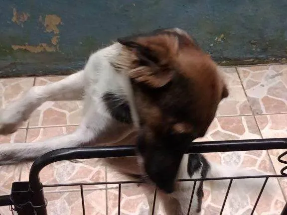 Cachorro ra a SRD-ViraLata idade 2 a 6 meses nome Falar com Maria - Whats 11 94327-2954