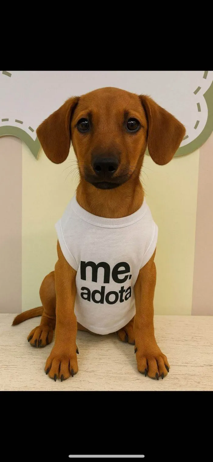Cachorro ra a SRD-ViraLata idade 7 a 11 meses nome Leozinho 