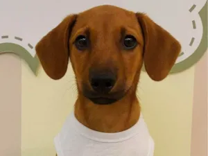 Cachorro raça SRD-ViraLata idade 7 a 11 meses nome Leozinho 