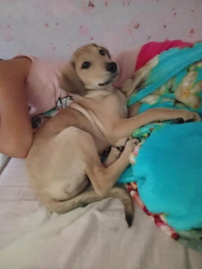 Cachorro ra a SRD-ViraLata idade 2 a 6 meses nome Falar com Cristina - Whats 11 94361-7770
