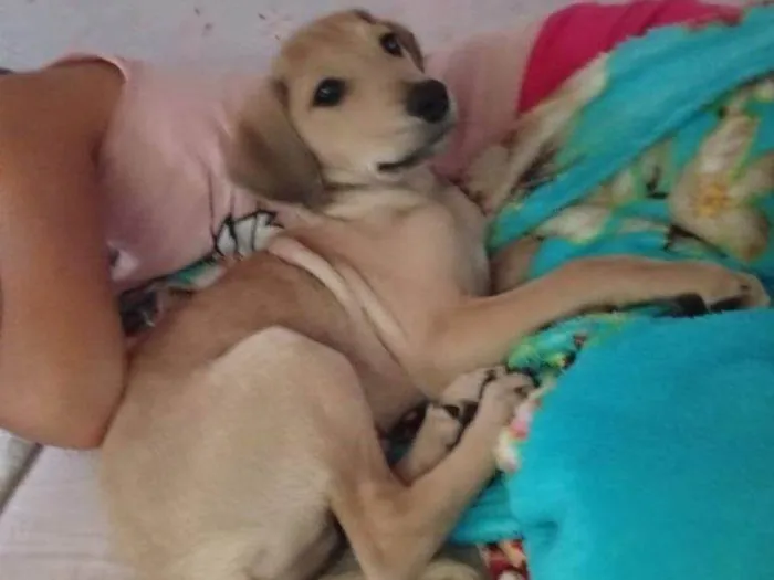 Cachorro ra a SRD-ViraLata idade 2 a 6 meses nome Falar com Cristina - Whats 11 94361-7770