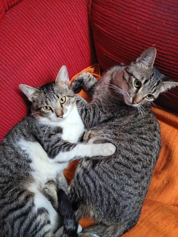 Gato ra a SRD-ViraLata idade 2 a 6 meses nome Falar com Roberta - Whats 11 94609-9248